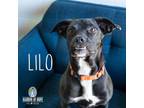 Adopt Lilo a Great Dane, Boxer