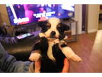 Dachshund Puppy for sale in Yuba City, CA, USA