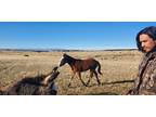 Yearling Costilla County Mustang