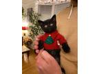 Adopt The Baby a All Black Domestic Shorthair / Mixed cat in LINCOLN