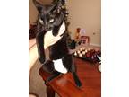 Adopt Rio a All Black Bombay / Mixed (short coat) cat in Orlando, FL (33564863)