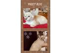 Adopt Lux a Cream or Ivory (Mostly) Domestic Mediumhair (medium coat) cat in