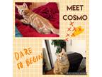 Adopt Cosmos a Spotted Tabby/Leopard Spotted Domestic Mediumhair (medium coat)