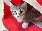 Adopt Patty Cake a Gray, Blue or Silver Tabby Domestic Shorthair (short coat)