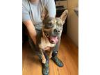 Adopt Lola a Tricolor (Tan/Brown & Black & White) Bull Terrier / Mixed dog in