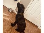 Adopt Boomer a Black - with Brown, Red, Golden, Orange or Chestnut Labrador