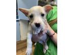 Adopt Snowball a Shepherd (Unknown Type) / Mixed Breed (Medium) / Mixed dog in
