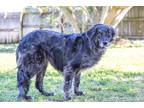 Adopt Daisy Mae a Australian Shepherd / Golden Retriever / Mixed dog in