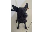 Adopt El Vaquita a German Shepherd Dog / Labrador Retriever / Mixed dog in