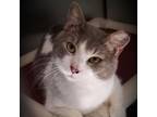 Adopt Neo a Domestic Shorthair / Mixed cat in Hamilton, GA (33563344)