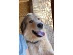 Adopt Bruce a White Great Pyrenees / Maremma Sheepdog / Mixed dog in Grass