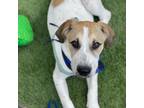 Adopt Benny a White - with Brown or Chocolate Great Pyrenees / Hound (Unknown