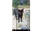 Adopt Blaze a Black (Mostly) Bombay cat in Orlando, FL (33562737)