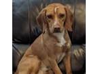 Adopt Odie (902) a Beagle / Golden Retriever / Mixed dog in Pueblo