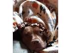 Adopt Zoe a White - with Tan, Yellow or Fawn American Pit Bull Terrier / Mixed