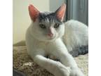 Adopt Nelson a White Domestic Shorthair / Mixed cat in Melfort, SK (33562162)