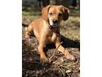 Adopt Baxter a Tan/Yellow/Fawn Terrier (Unknown Type, Medium) / Beagle / Mixed