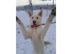 Adopt OSO a White Husky / German Shepherd Dog / Mixed dog in Fruit Heights