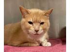 Adopt PEANUT a Orange or Red Tabby Domestic Shorthair / Mixed (short coat) cat