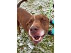 Adopt Baja a Red/Golden/Orange/Chestnut American Pit Bull Terrier / Mixed dog in