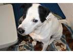 Adopt MARSHALL a White - with Black Australian Shepherd / Mixed dog in Olathe