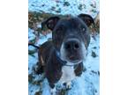 Adopt Kodak a Black Boxer / American Pit Bull Terrier / Mixed dog in Westland