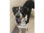 Adopt Toby a Black Australian Cattle Dog / Border Collie / Mixed dog in Shelby