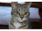 Adopt Millie a Gray, Blue or Silver Tabby American Shorthair / Mixed (short
