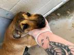 Adopt Lulu 120607 a Brown/Chocolate Mastiff / German Shepherd Dog dog in Joplin