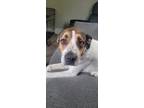 Adopt Jax a Brown/Chocolate - with White Foxhound / Boxer / Mixed dog in Ovid