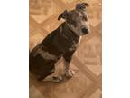 Adopt Mac a Brindle American Pit Bull Terrier / Bullmastiff / Mixed dog in Red