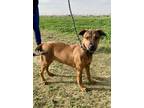 Adopt Penny a Brown/Chocolate Shepherd (Unknown Type) / American Pit Bull