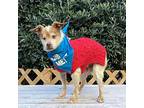 King Louis, Jack Russell Terrier For Adoption In Pacific Grove, California