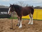 Very Nice Clydesdale
