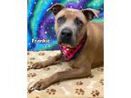 Adopt FRANKIE a Pit Bull Terrier, Boxer