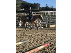 Palomino Mare for Lease