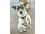 Adopt Cheddar a Jack Russell Terrier