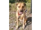 Adopt Ruby a Black Mouth Cur