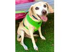 Adopt Sid a Beagle, English Pointer