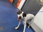 Adopt MADGE a Pointer, Mixed Breed
