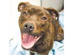 Adopt Willow Mae -- Bonded Buddy With Brody a Pit Bull Terrier, Rottweiler