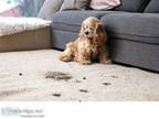 The Best Pet Stain Carpet Cleaner in Melbourne