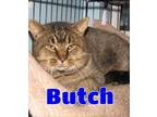 Adopt #5096 Butch - sponsored a Tabby