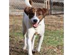 Adopt Tucker a Hound, Great Pyrenees