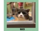 Adopt Mack a Domestic Short Hair
