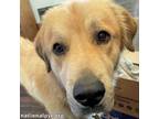 Adopt Sadie in OH - A Total Love! a Great Pyrenees, Golden Retriever