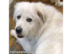 Adopt Bosco in CT - Happy Boy Loves People! a Great Pyrenees