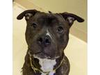 Adopt Hippogriff a Boxer, Pit Bull Terrier