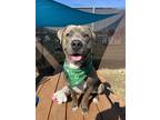 Adopt Pebble a Pit Bull Terrier