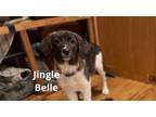 Adopt Jingle Belle a Great Pyrenees